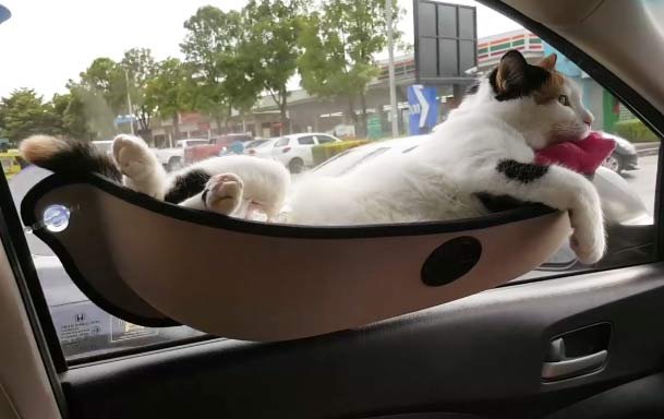 Кошка, путешествующая в гамаке, очаровала пользователей Facebook