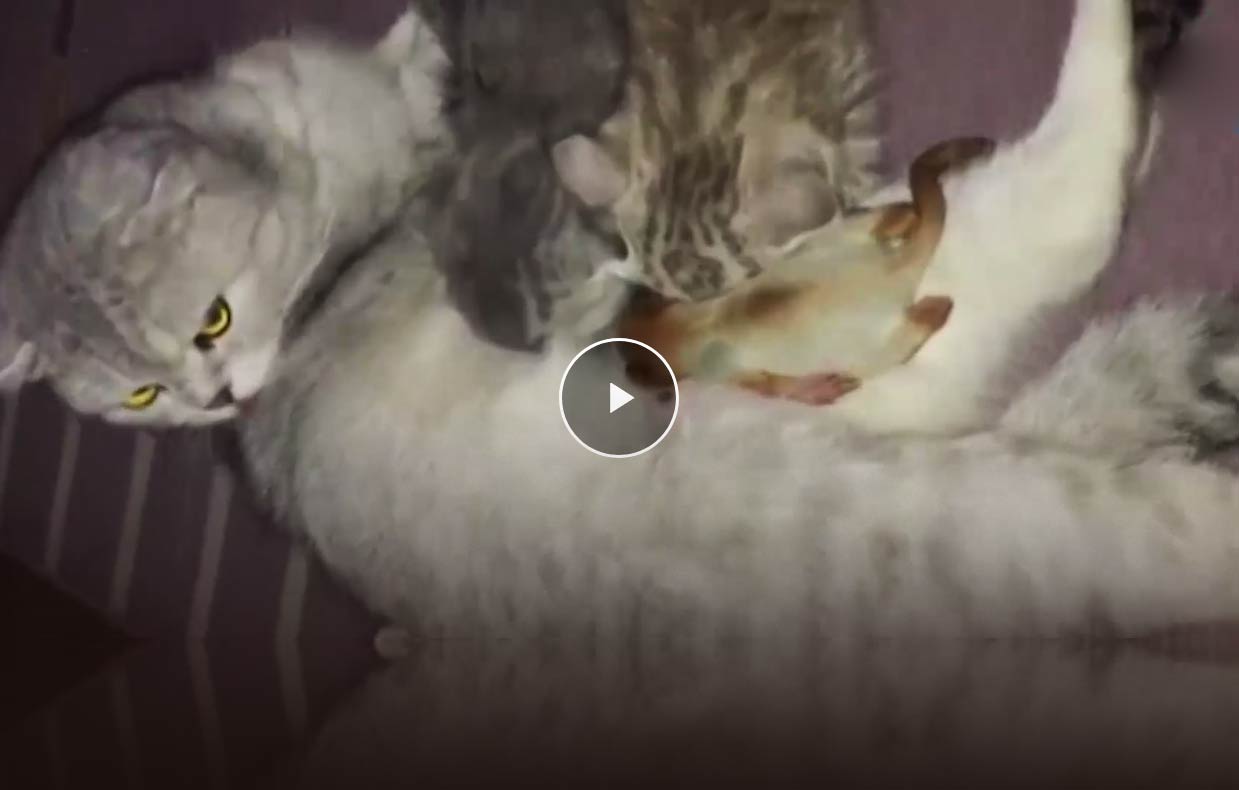 Кормящая кошка приняла в свою семью новорожденного бельчонка фото