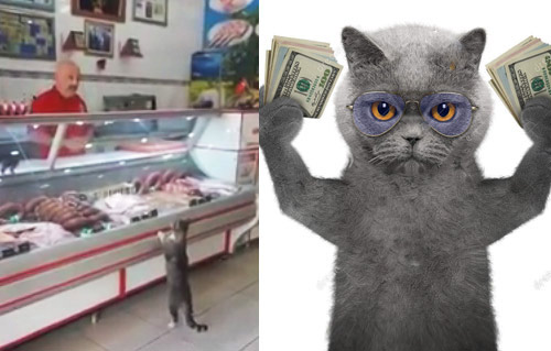 Кот попытался купить мясо в магазине фото