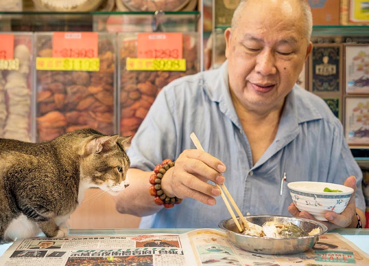 Тайная жизнь кошек в магазинах Гонконга
