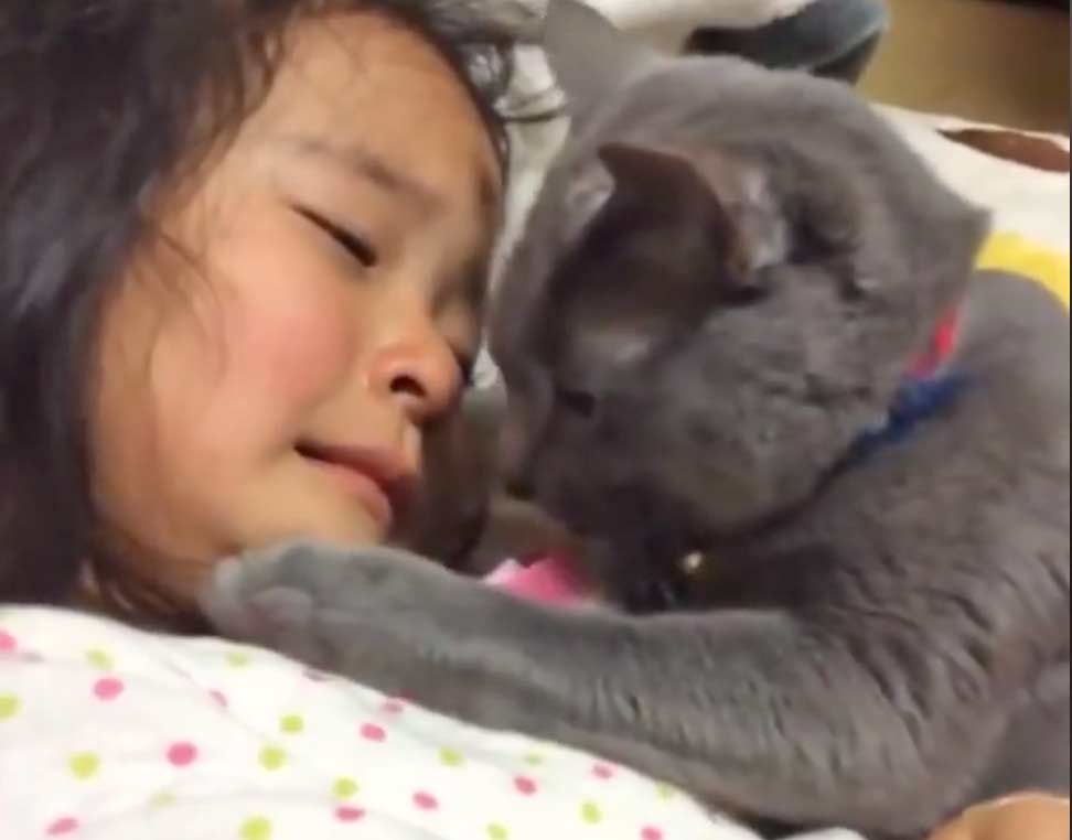 Кот успокаивает маленькую плачущую девочку