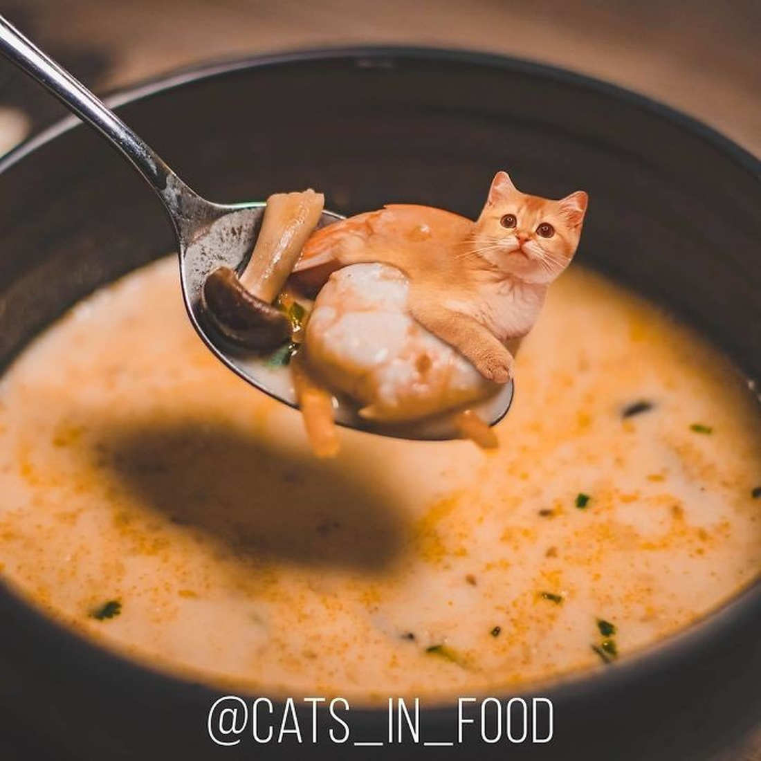 художница соединяет в фотошопе еду и котов