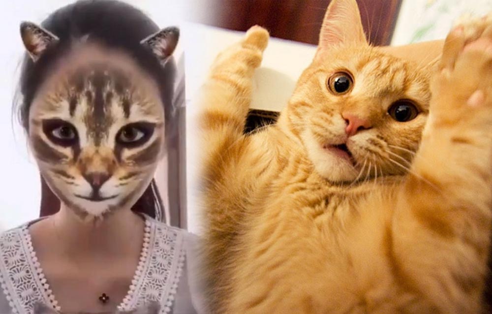 Кошки в ужасе: приложение CatMask делает из людей кошек