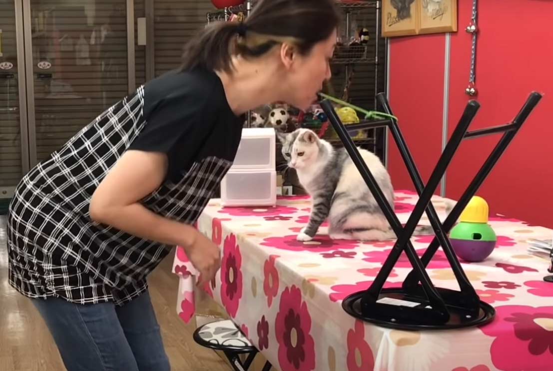 Кошка копирует движения человека: уникальное видео