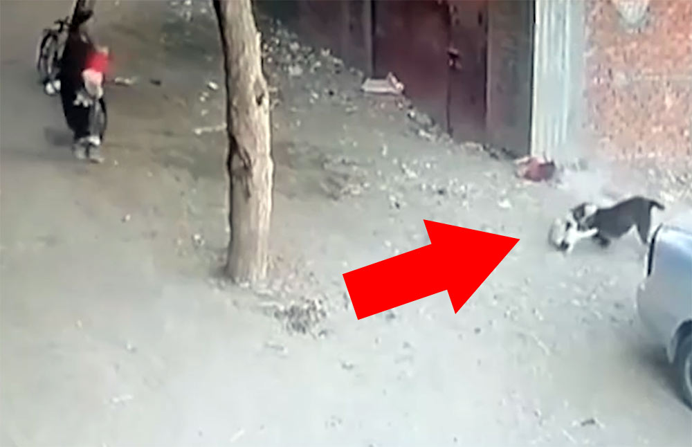 Храбрая кошка спасла ребенка от нападения разъяренного пса и попала на видео