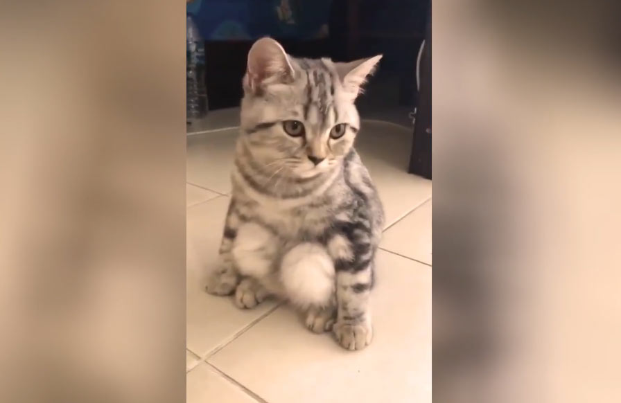 Сидящий «на корточках» кот рассмешил пользователей