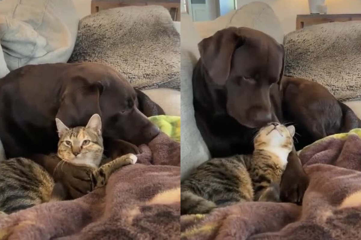 Лучшие друзья: лабрадор и кот заставили соцсети вздыхать от умиления фото