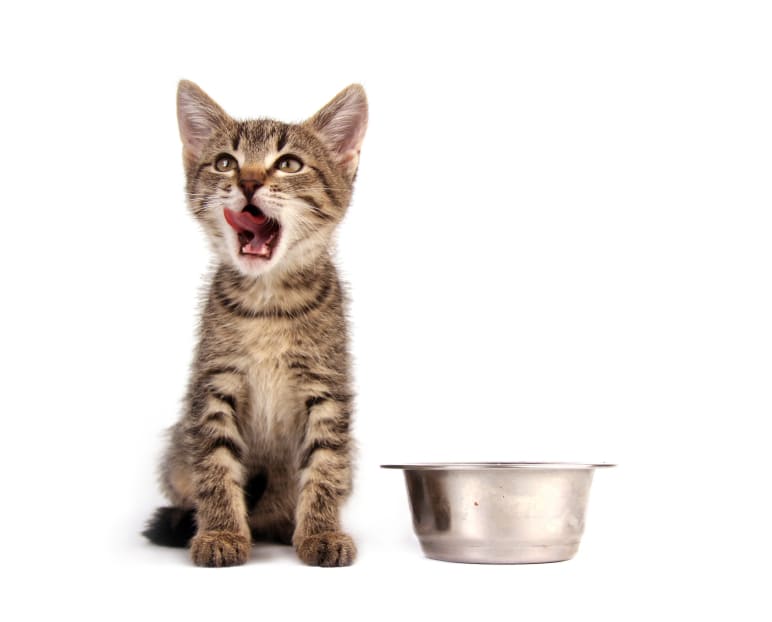 вопросы про кошек Почему кошка ест не из миски, а с пола? фото