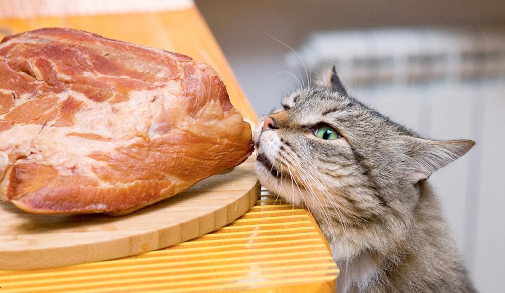 вопросы про кошек Можно ли кормить кошку сырым мясом? фото