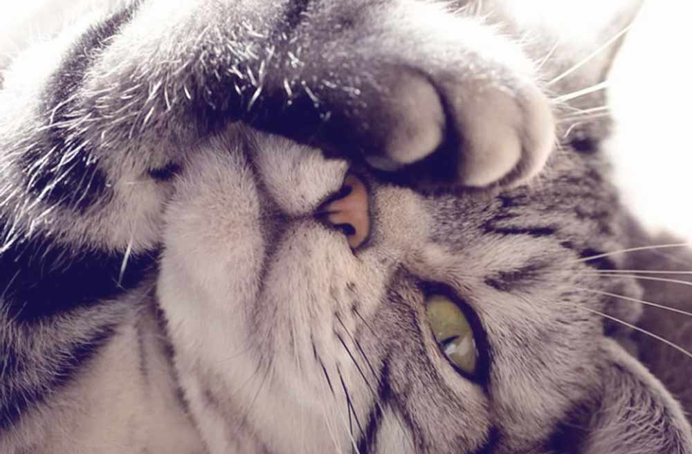 вопросы про кошек У кошки сухой нос и вялость что делать? фото