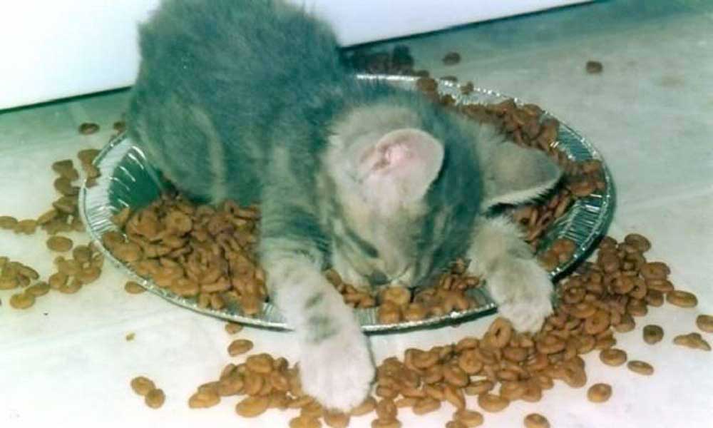 вопросы про кошек Можно ли кормить кошку сухим кормом и сколько давать? фото