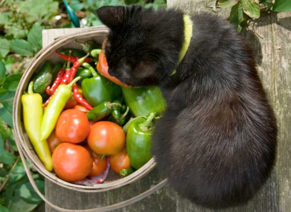 вопросы про кошек Можно ли коту давать овощи? фото