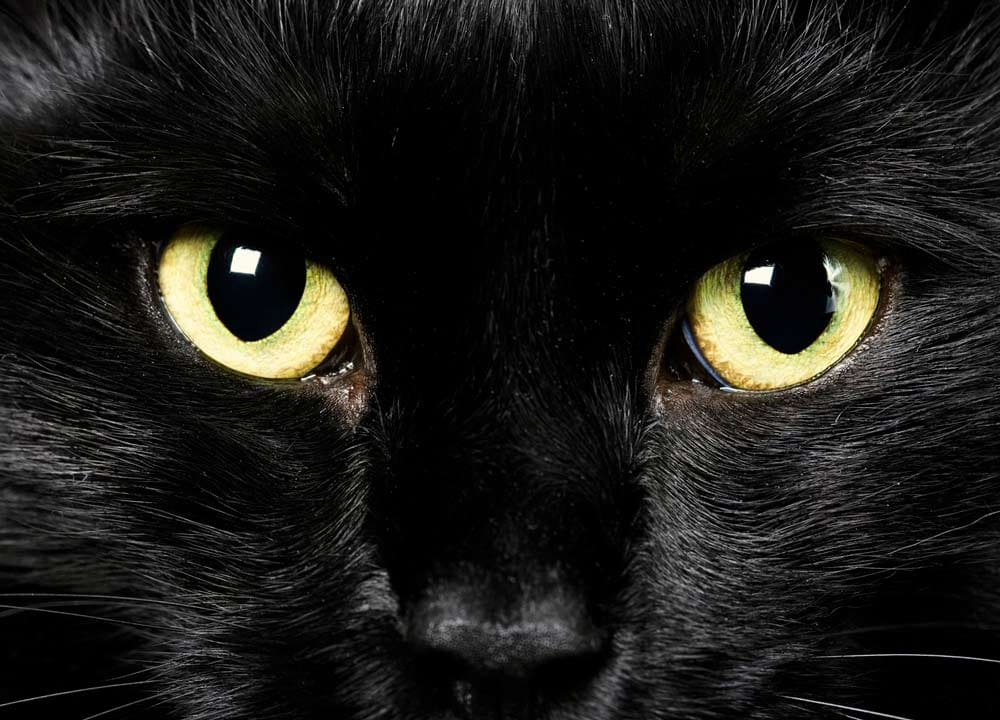 вопросы про кошек Почему нельзя смотреть в глаза кошке фото