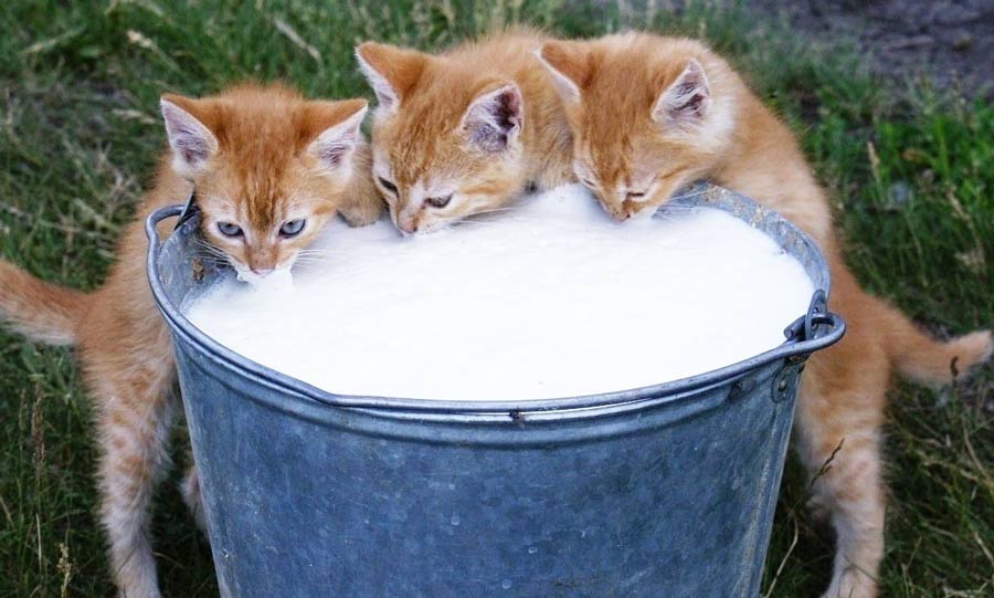 вопросы про кошек Можно ли кошкам давать молоко? фото