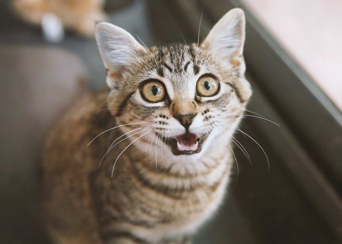 вопросы про кошек Беспокойное поведение кошки что делать? фото