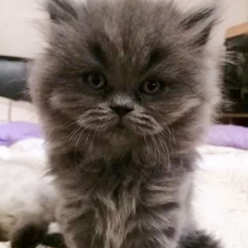 вопросы про кошек Подскажите это персидский котенок или помесь? фото