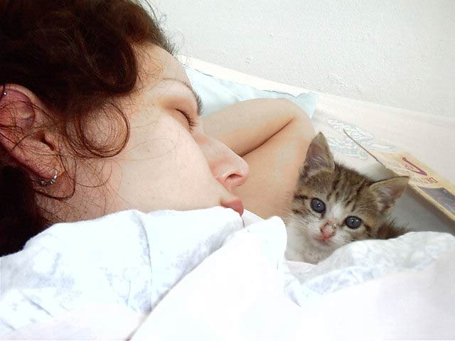 вопросы про кошек Котенок 4 месяца каждую ночь сосет мою пижаму. Как отучить? фото