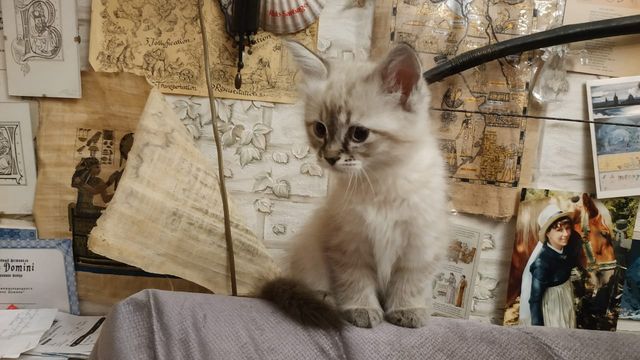 Вопрос Как называется этот вид колорпойнтного окраса котенка? фото