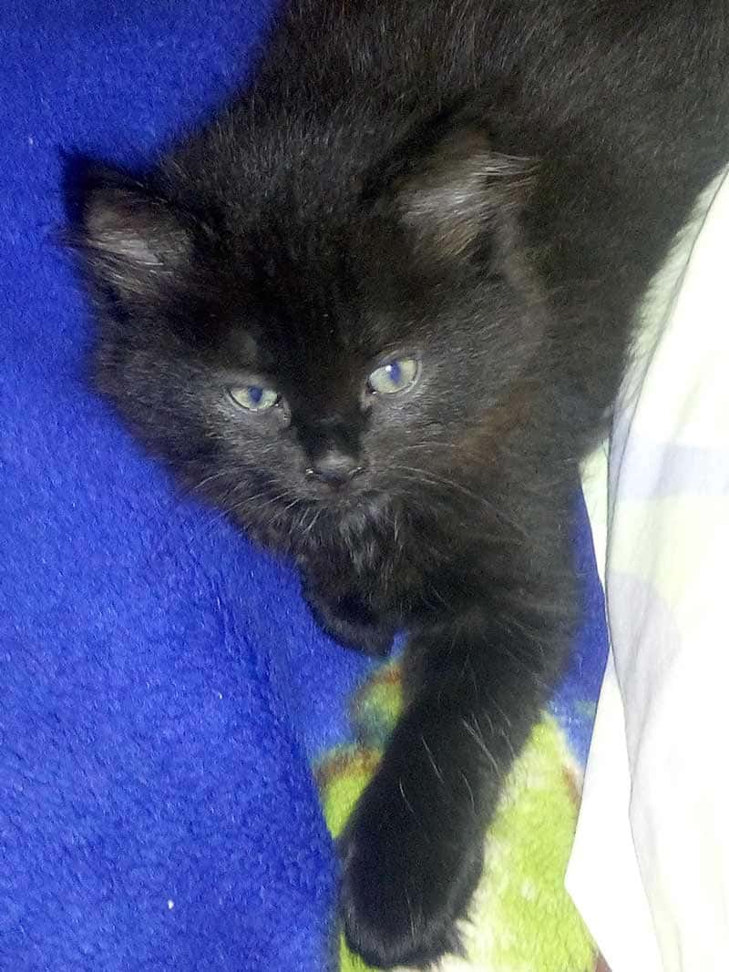 вопросы про кошек Черный котенок очень ли похож на мейн куна это он? фото