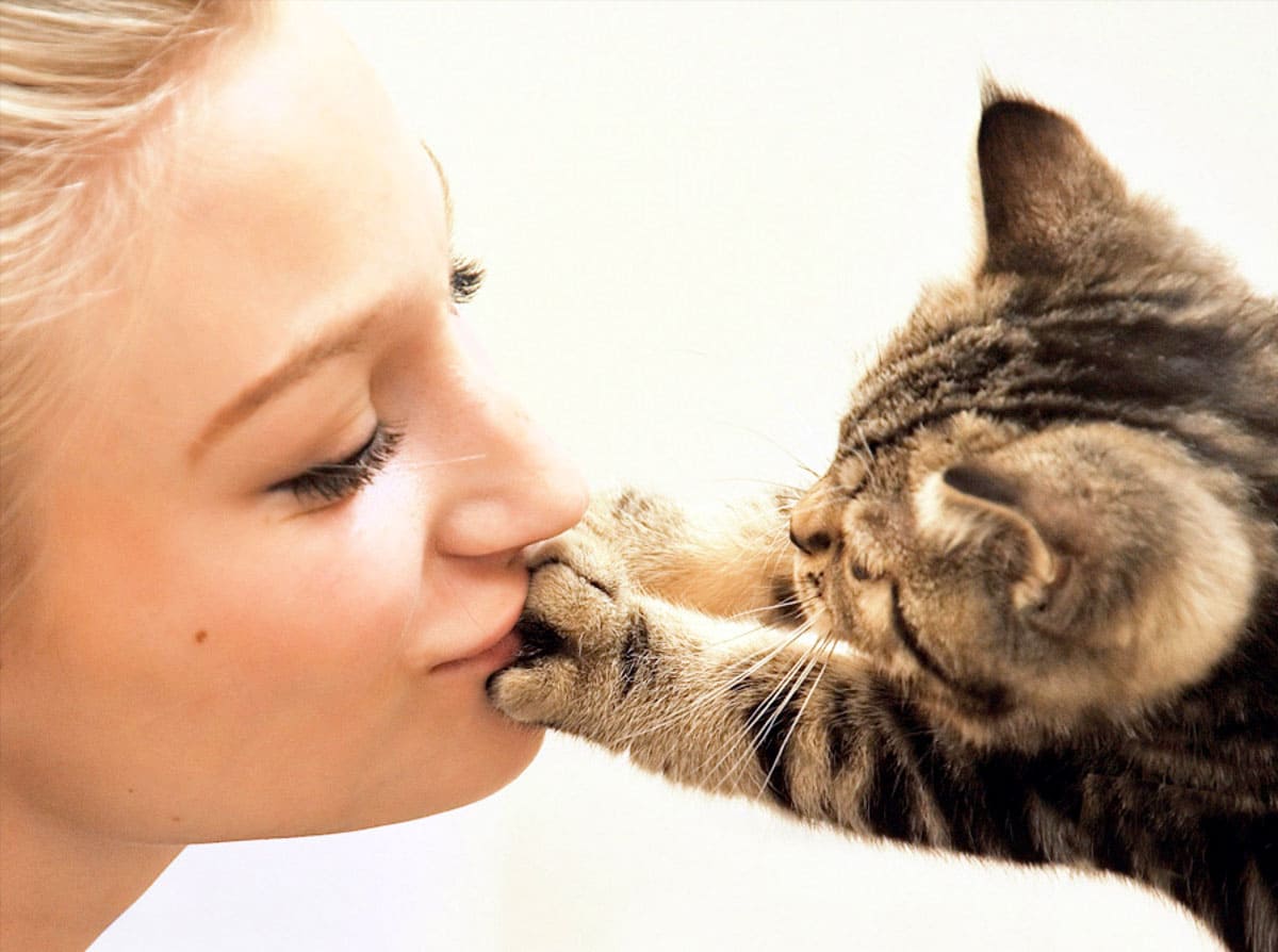 вопросы про кошек Какие болезни можно получить от кошки? фото
