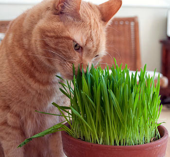 вопросы про кошек Покупаем и сеем траву для кошек, вы так делаете? фото