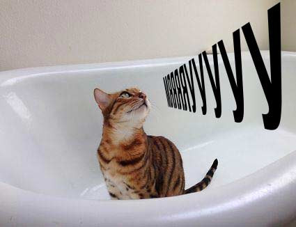вопросы про кошек Почему кошка мяукает в ванную после ванных процедур? фото