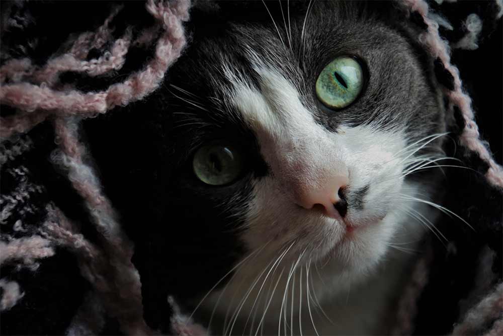 вопросы про кошек Как помочь коту выйти из «депрессии» ? фото