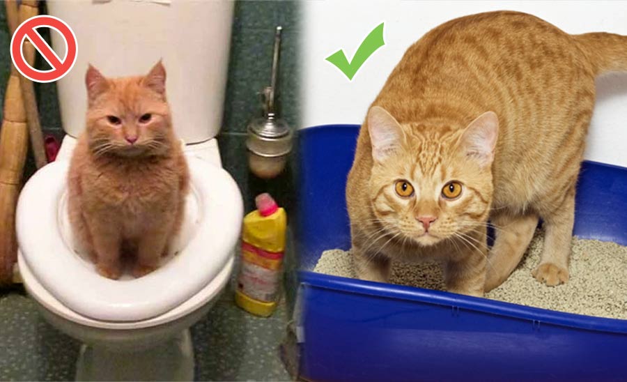 вопросы про кошек Как приучить котёнка к лотку, если он ходит в туалет? фото