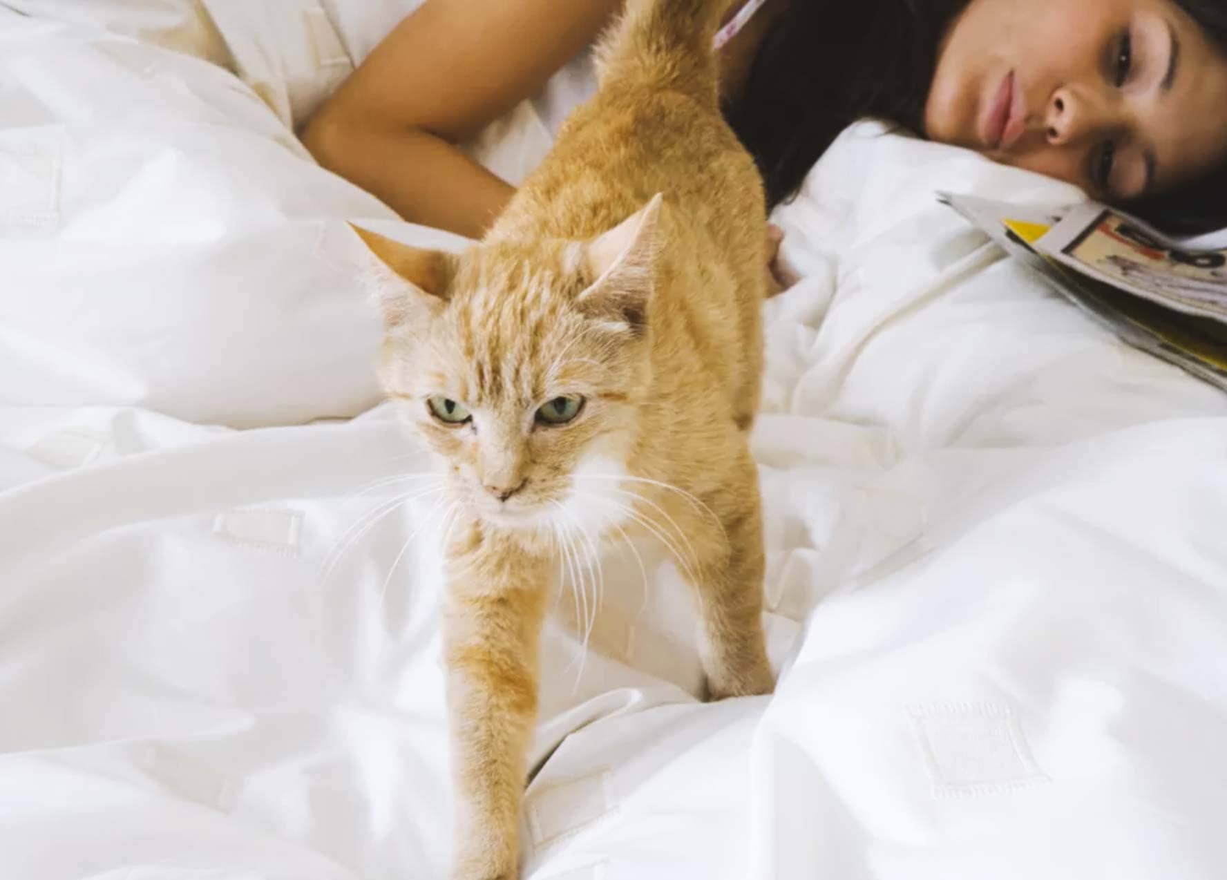 вопросы про кошек Кошка писает на кровать что с ней делать? фото