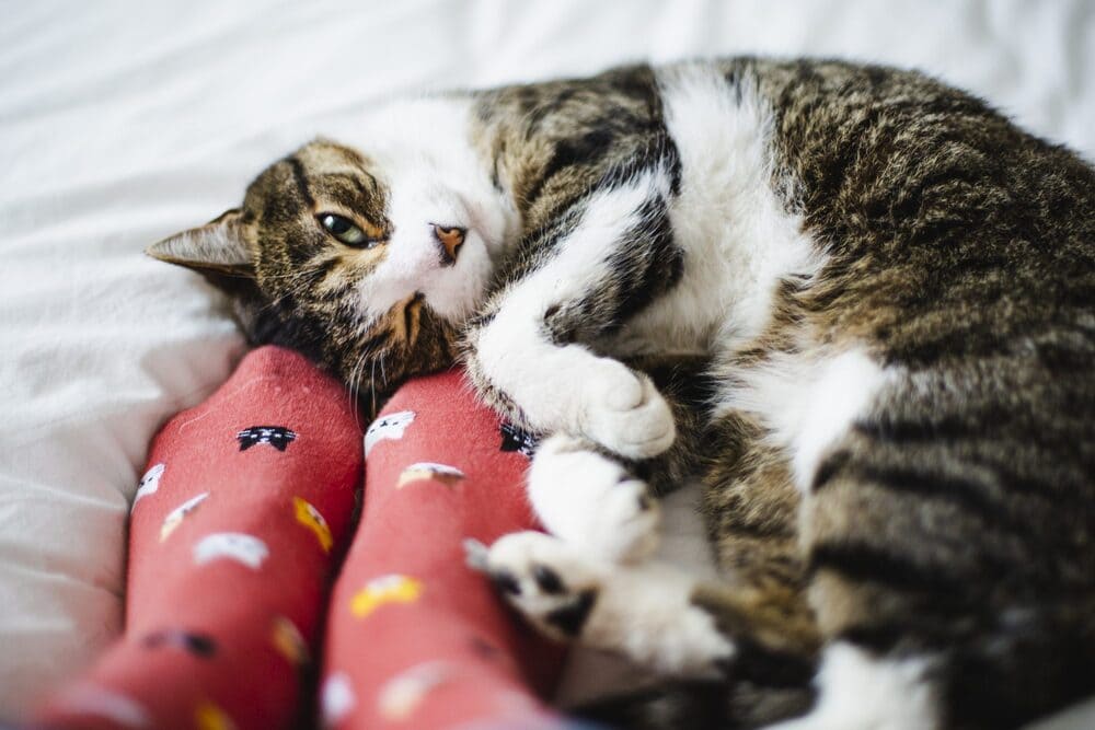 Вопрос Почему кошки спят в ногах фото
