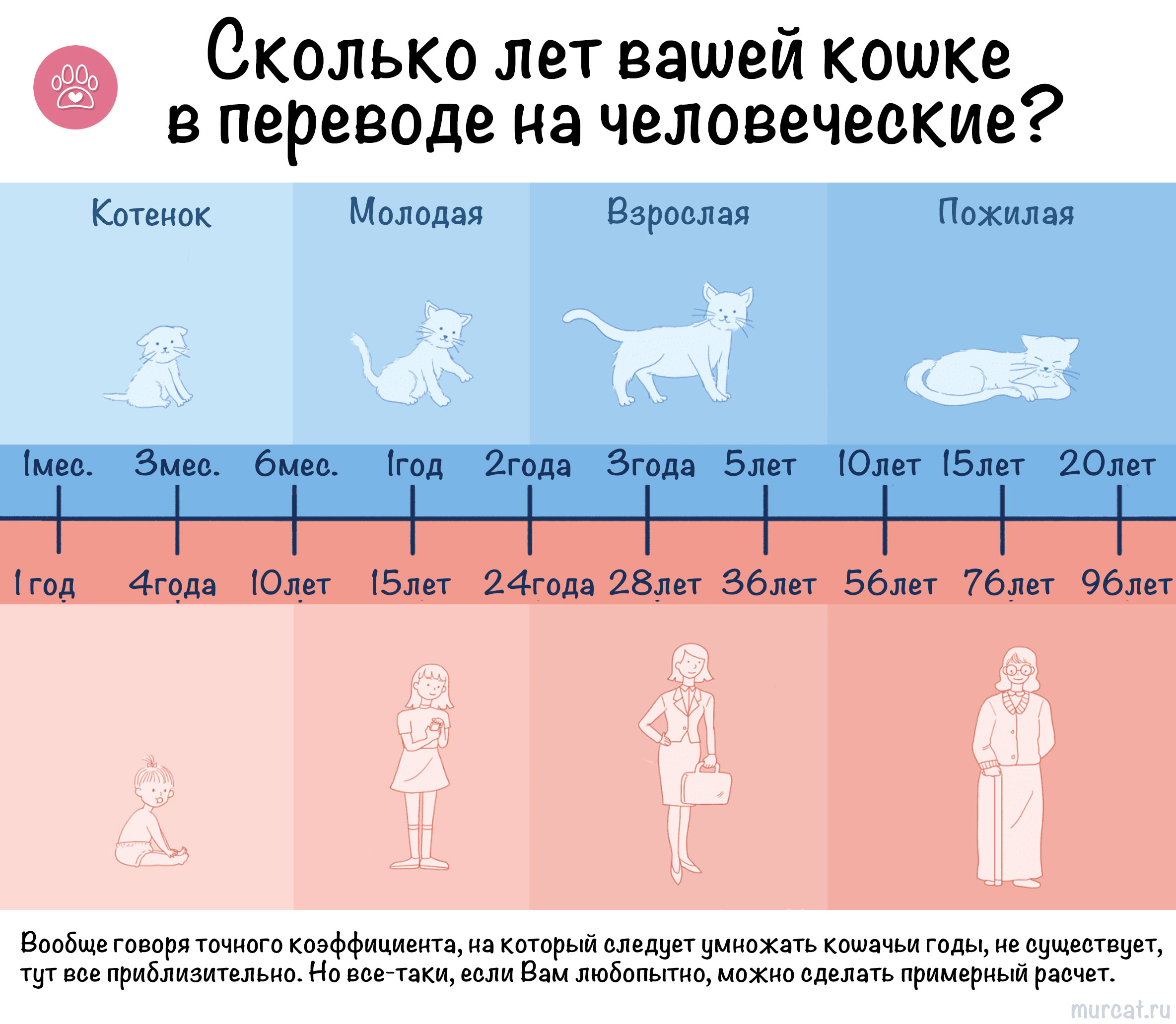 Сколько лет вашей кошке в переводе на человеческий возраст инфографика