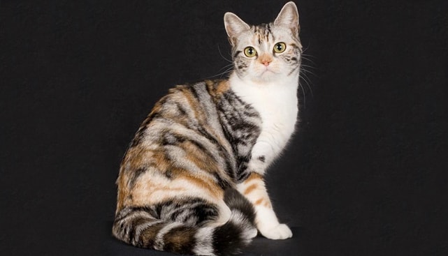 Жесткошерстные коты американской породы грациозны, имеют пропорционально сложенное тело.