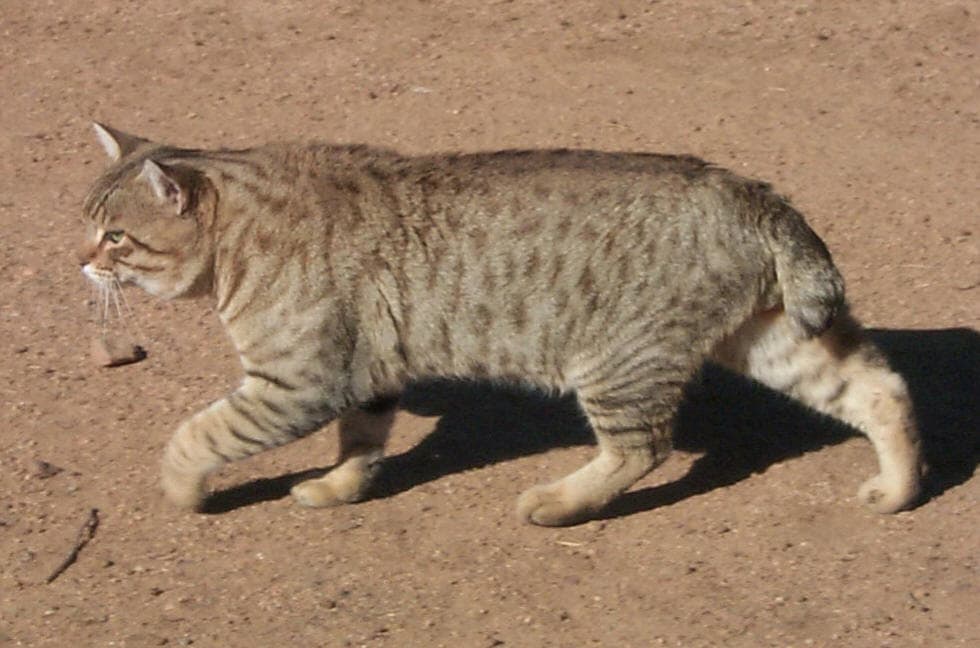 Американские бобтейлы довольно крупные. Тело у Янки боба мускулистое, крепкое, сбитое. Кошки весят от 3 до 5 кг, а коты от 5,5 до 7,5 кг.