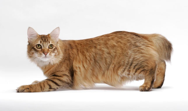 Американский бобтейл (Янки боб, Сноу боб, Си боб) - порода кошек с коротким хвостом выведенная в США.