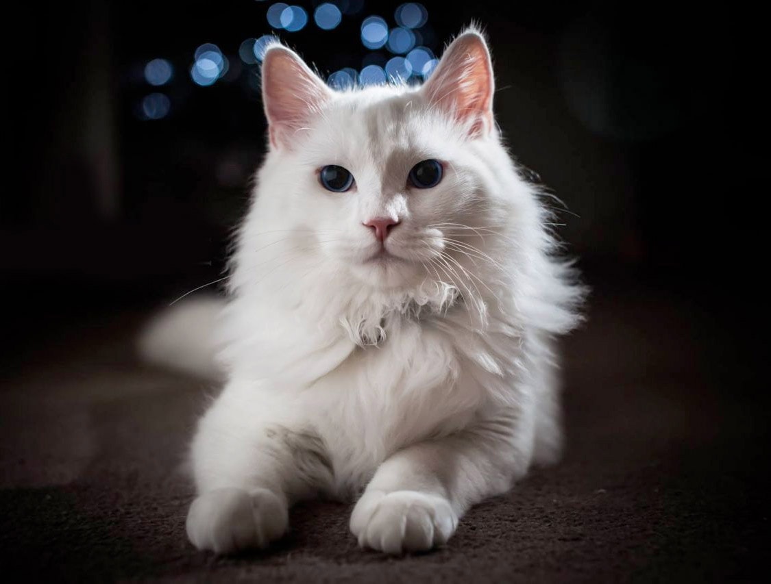 Фото ангорская кошка