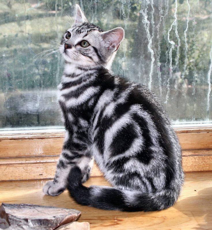Оттенок серебристый шейдед — это почти белая кошка с серебряным оттенком.