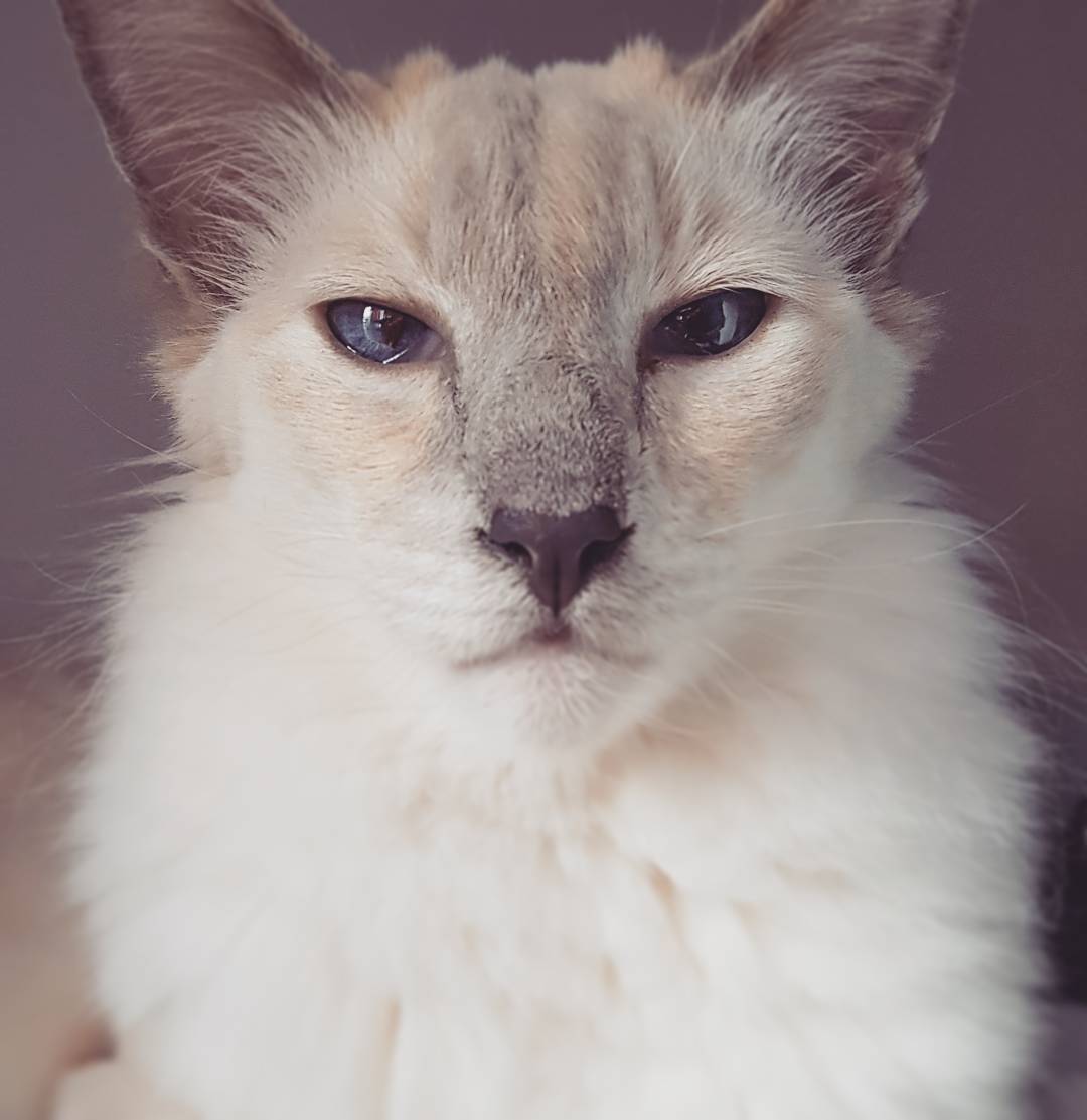Фото балинезийской кошки