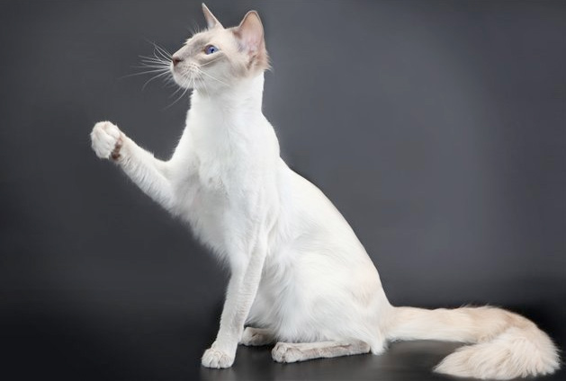 Балинезийская кошка — это аристократичная натура, обладающая тонкой душевной организацией и бесконечно преданная своему владельцу.