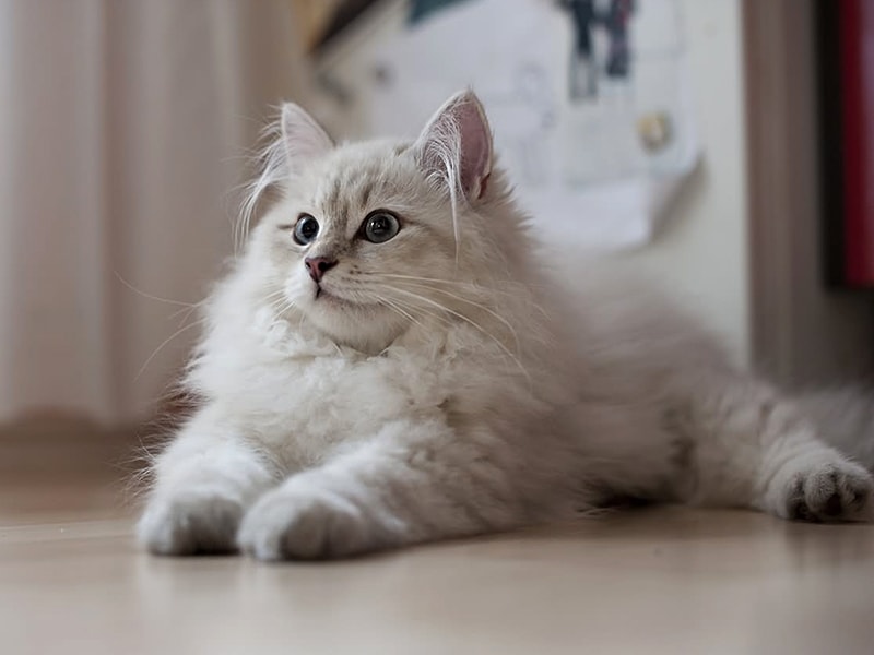 Сибирская кошка фото