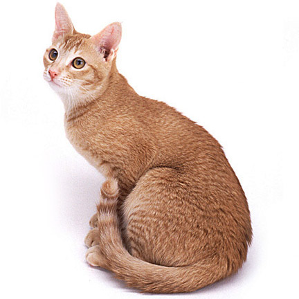 Цейлонская кошка фото
