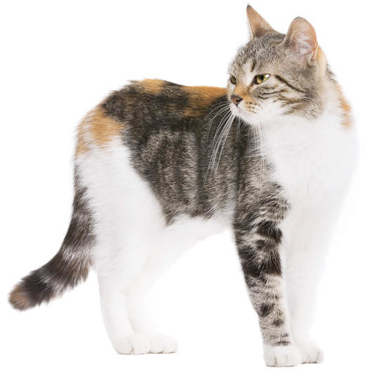 Европейская короткошерстная кошка фото