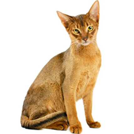 Абиссинская кошка фото