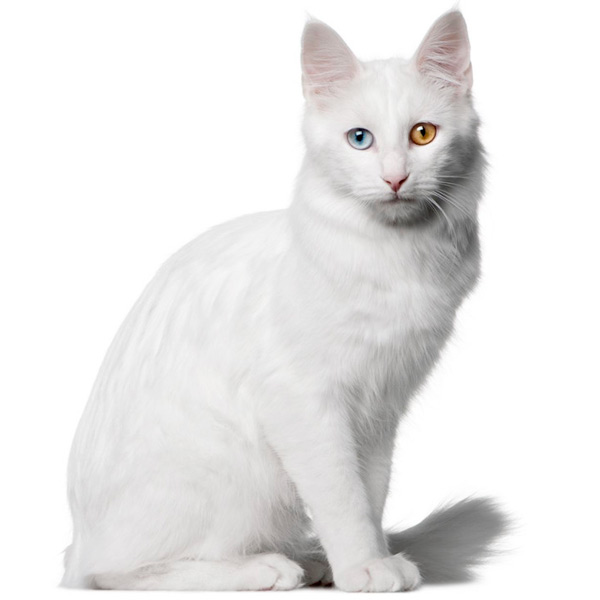 Ангорская кошка фото