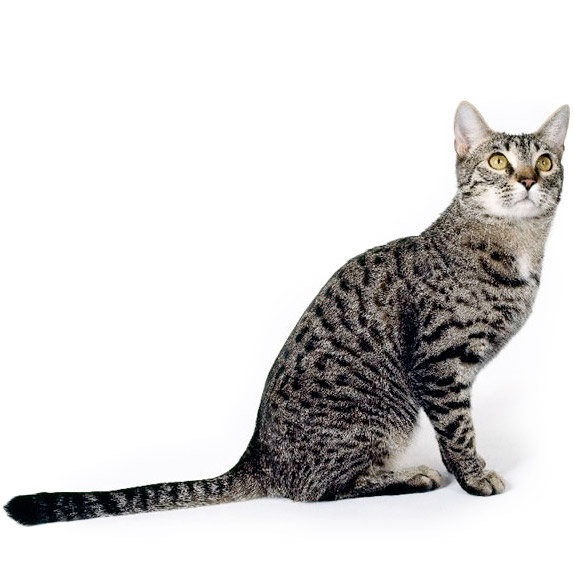 Калифорнийская сияющая кошка фото