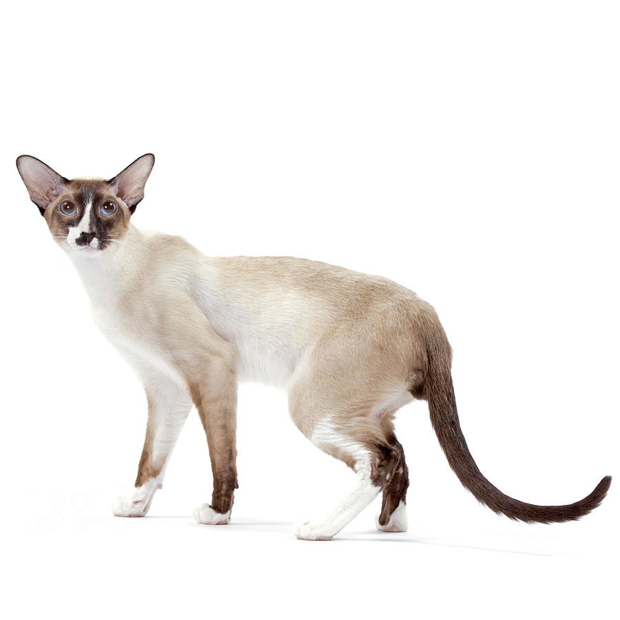 Сейшельская кошка фото
