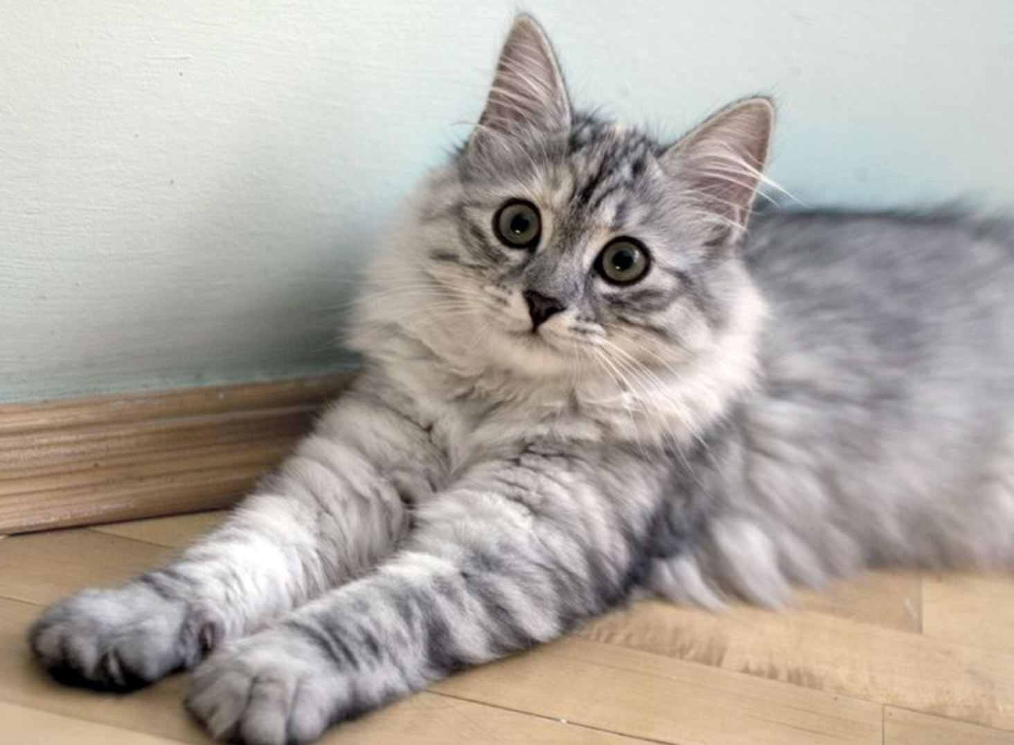 сибирская фото кошки