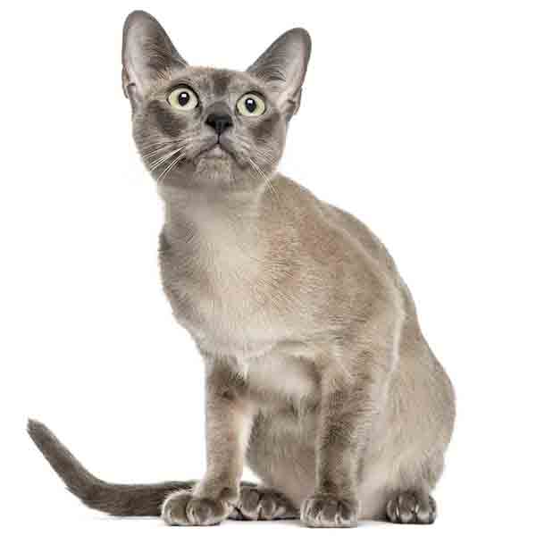 Тонкинская кошка фото