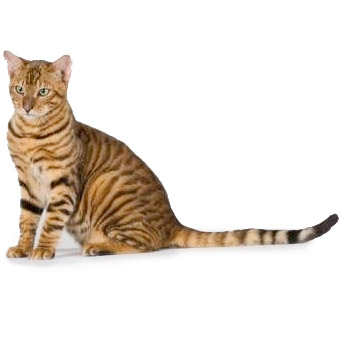 Уссурийская кошка фото