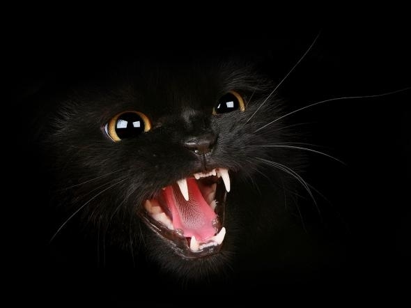 Вся правда о чёрных кошках