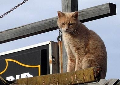 Мэром города Талкитна на Аляске стал кот